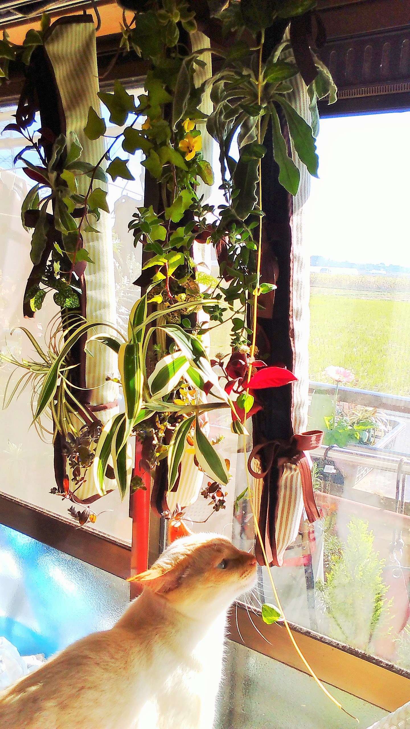 ファスナーグリーン　スリム　窓際の観葉植物、緑化に　インテリアの緑化に　オフィスの場所を取らない緑化にも人気